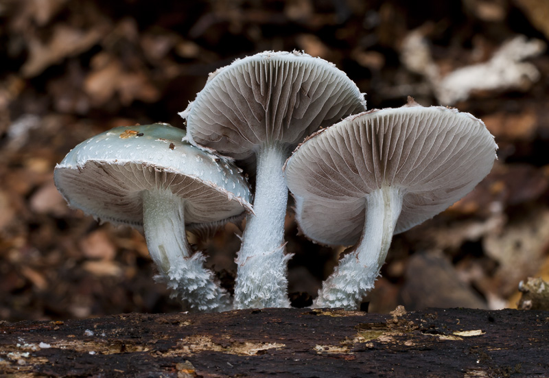 Stropharia caerulea